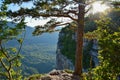 Sunlight over the pine tree in Mezmay Royalty Free Stock Photo